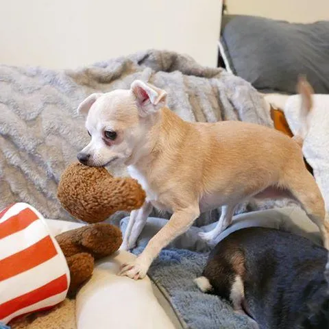 $18 ONLY: BarkShop Cooped Up Fried Chicken Dog Plush Toy