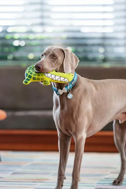 Red Dingo Durables Crocodile Dog Toy